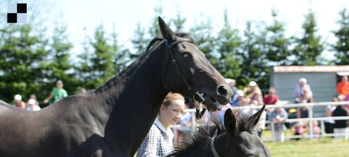 Registana, dvojnásobná vítězka Velké pardubické, a její nejčerstvější hříbě. Tříměsíční klisna zatím nebyla pojmenovaná