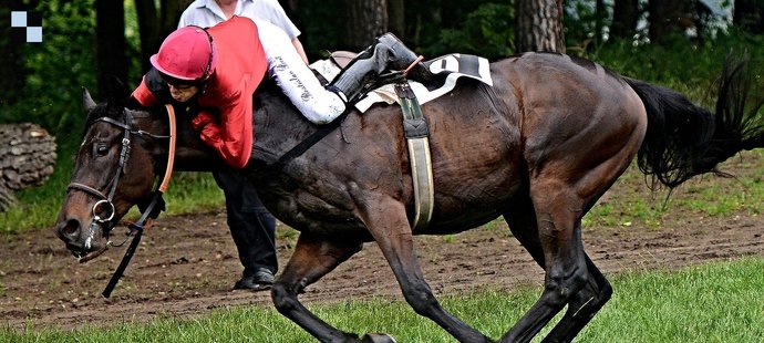 Pád žokeje Benše v kvalifikaci na Velkou pardubickou vypadal dost nebezpečně