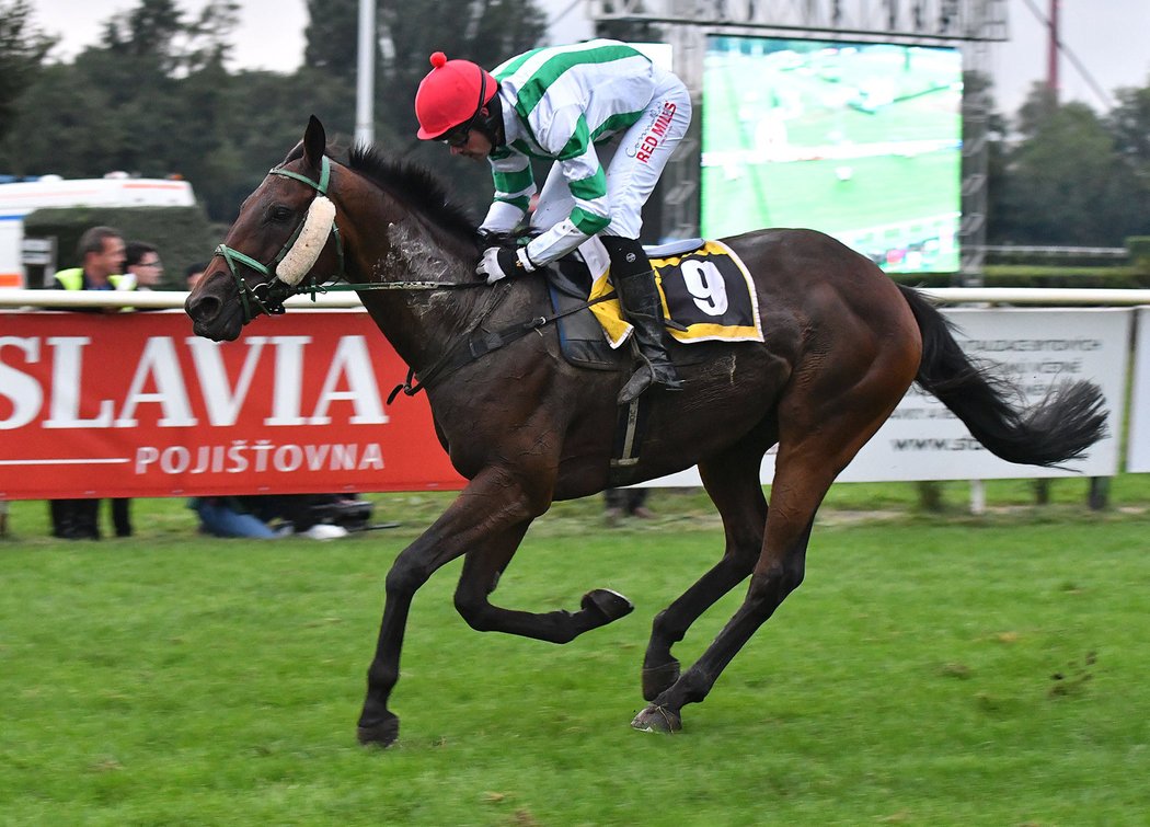 Kůň Theophilos s Josefem Bartošem si díky druhému místu ve čtvrté kvalifikaci zajistili právo startu ve 129. ročníku Velké pardubické steeplechase se Slavia pojišťovnou. Spokojená byla i trenérka a ošetřovatelka Pavla Váňová. 