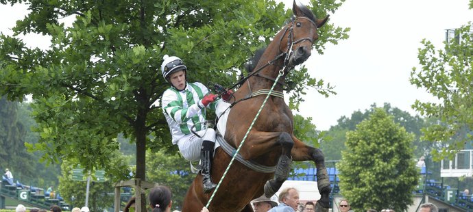 Kůň Theophilos z Dostihového klubu iSport.cz-Váňa