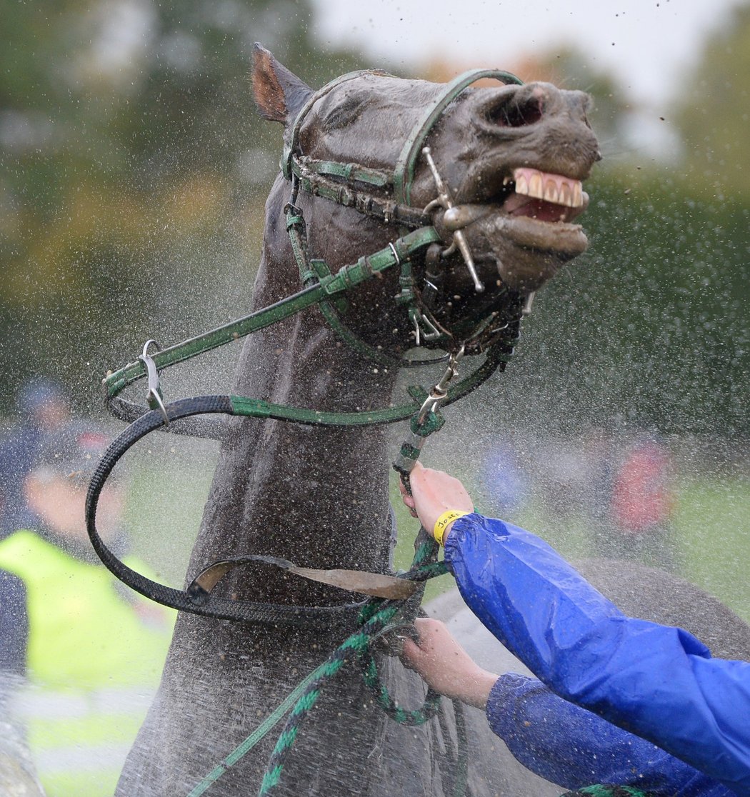 Sprcha pro vítězného koně Velké pardubické No Time To Lose