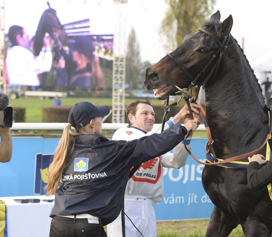 Jan Faltejsek krotí vítězku Velké pardubické Orphee des Blins