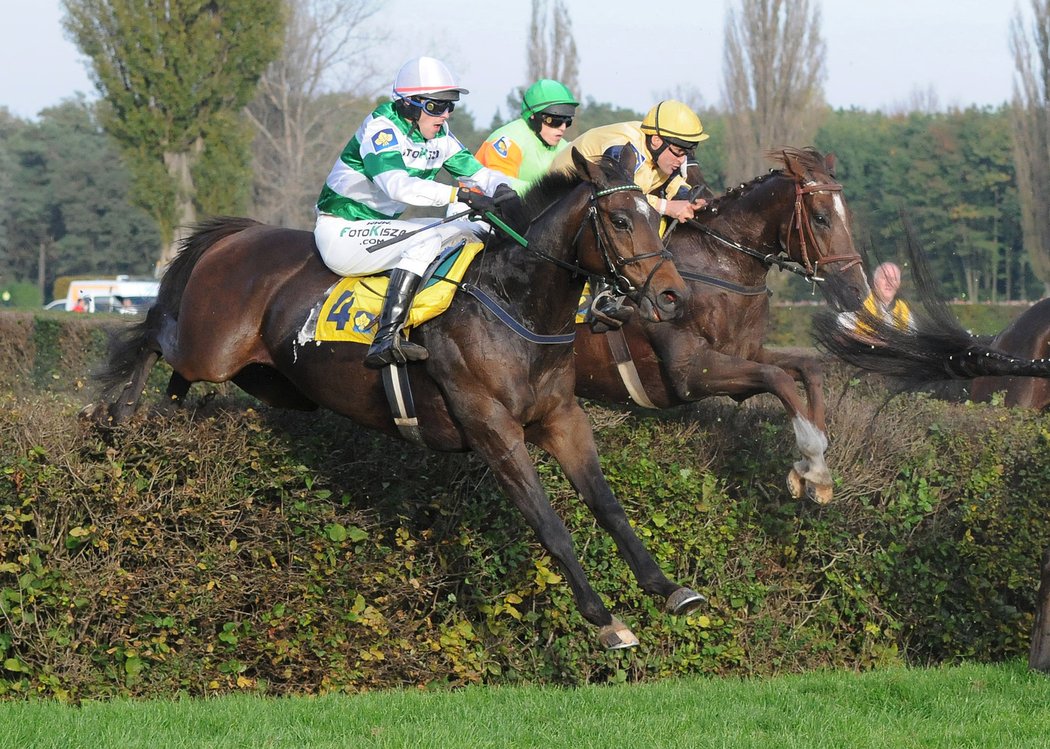 Sherardo s jezdcem Michalem Kubíkem při svém prvním startu ve Velké pardubické v roce 2014. Skončili devátí.