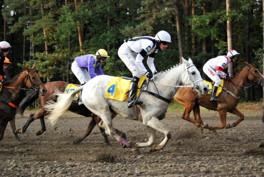 Josef Bartoš s bělkou Sixteen na trati Velké pardubické. Legendární klisna nakonec do cíle nedoběhla