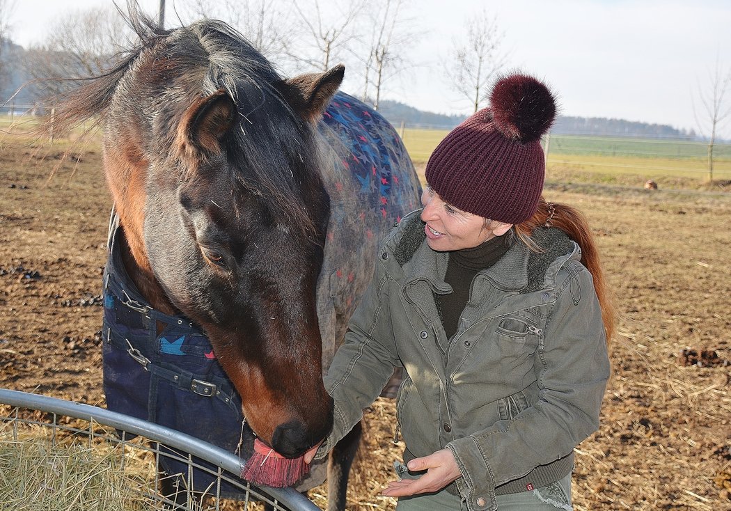 Hnědáka Tiumena, trojnásobného šampiona Velké pardubické, někdo před měsícem střelil do krku