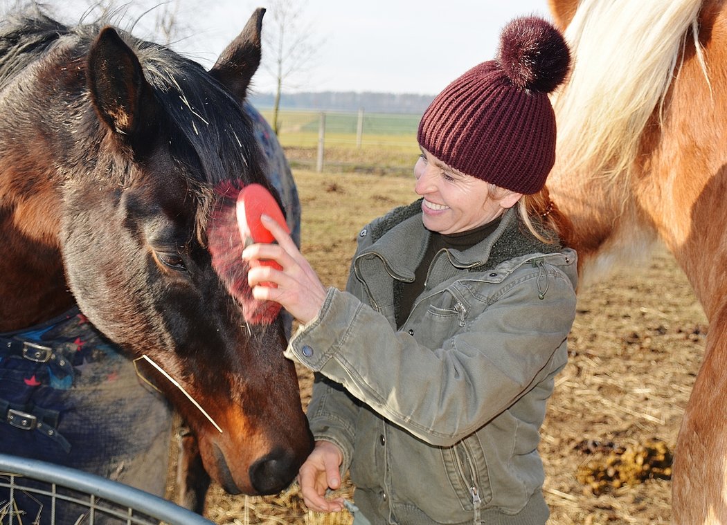 Hnědáka Tiumena, trojnásobného šampiona Velké pardubické, někdo před měsícem střelil do krku