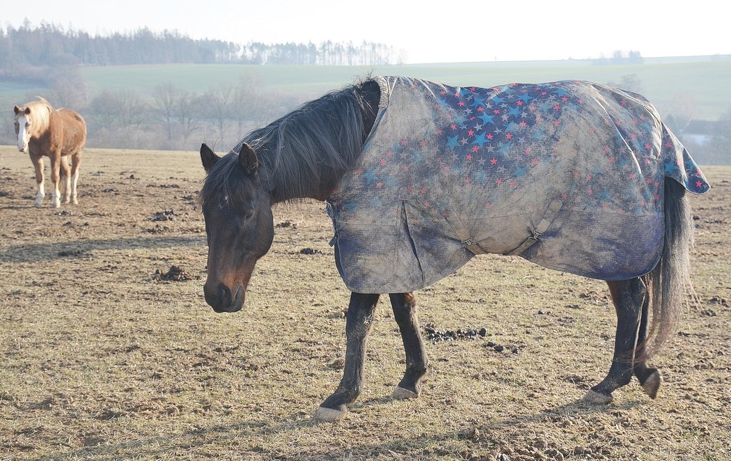 Hnědáka Tiumena, trojnásobného šampiona Velké pardubické, někdo před měsícem střelil do krku