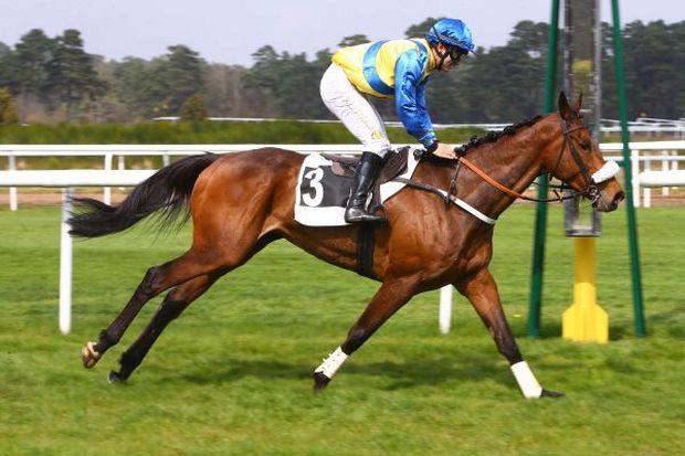 Francouzský Virtus d'Estruval je velkým favoritem Velké pardubické Francouzský Virtus d'Estruval je velkým favoritem Velké pardubické
