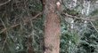 Strom, do kterého narazil bývalý fotbalista Václav Drobný. Následkům zranění podlehl po převozu do nemocnice