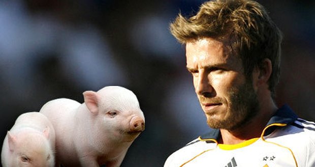 Také David Beckham dostal před časem dvě roztomilá prasátka.
