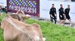 Soustředění v Itálii českého národního týmu sledovaly i přítomné krávy