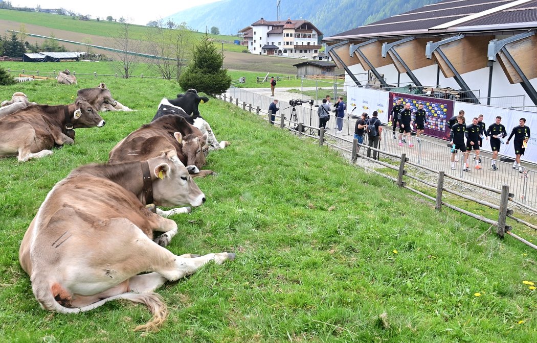 Soustředění v Itálii českého národního týmu sledovaly i přítomné krávy
