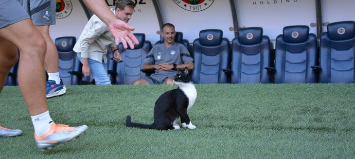 Na trénink Slovácka na obrovském stadionu Fenerbahce dorazila i kočka