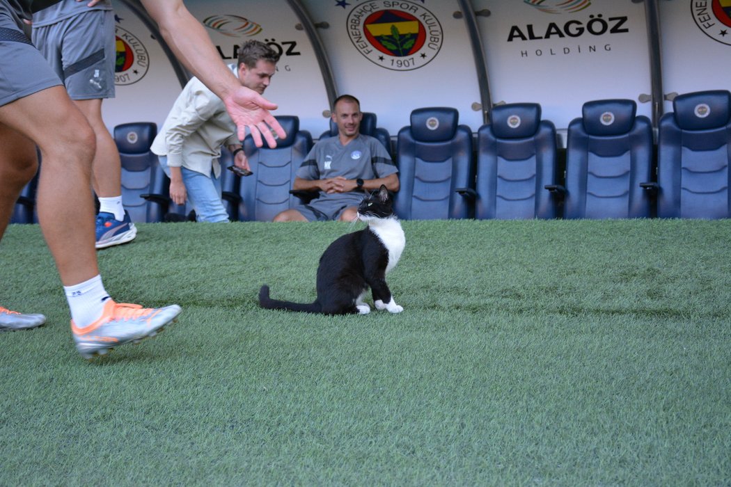 Na trénink Slovácka na obrovském stadionu Fenerbahce dorazila i kočka