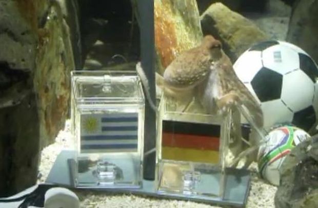 Chobotnice Paul si pochutnává na mušli z nádoby s německou vlajkou - Uruguayci mají smůlu Chobotnice Paul si pochutnává na mušli z nádoby s německou vlajkou - Uruguayci mají smůlu