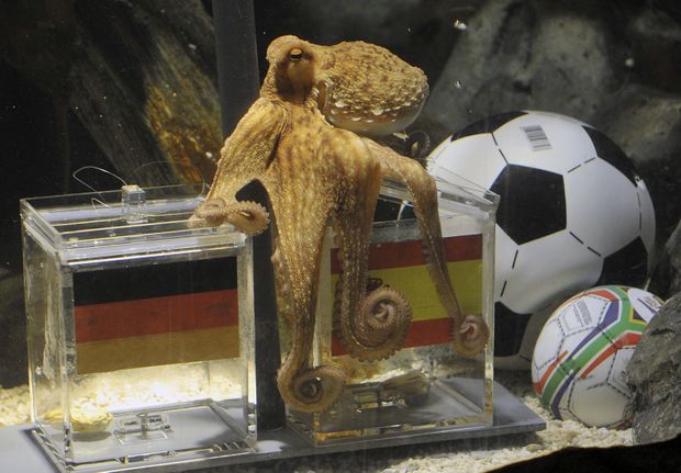 Chobotnice Paul z Oberhausenu určila vítěze semifinále Německo - Španělsko: do finále půjdou fotbalisté z Pyrenejského poloostrova Chobotnice Paul z Oberhausenu určila vítěze semifinále Německo - Španělsko: do finále půjdou fotbalisté z Pyrenejského poloostrova