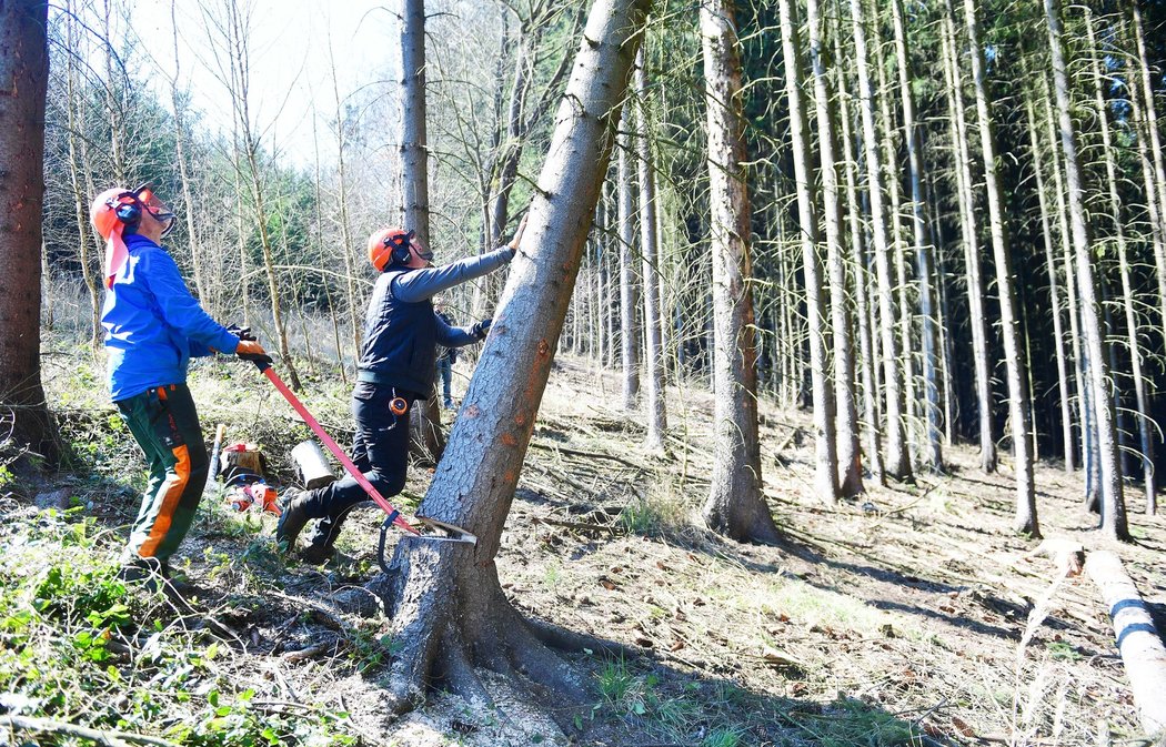 Parťáci dřevorubci - Josef Csaplár a Tomáš Janů