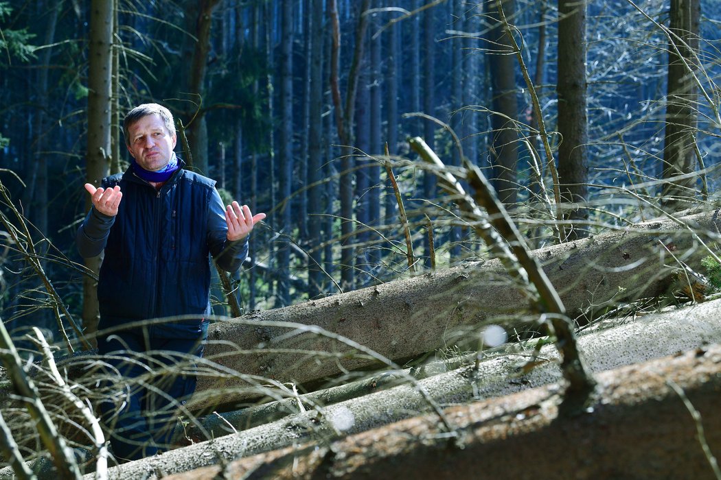 Fotbalový kouč Josef Csaplár by se uživil i jako dřevorubec. Pod Kozákovem pomáhá likvidovat kůrovcovou kalamitu...