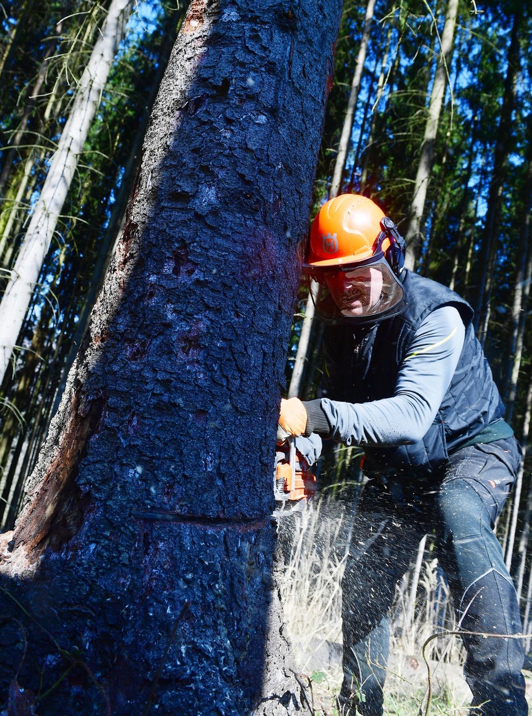 Fotbalový kouč Josef Csaplár by se uživil i jako dřevorubec. Pod Kozákovem pomáhá likvidovat kůrovcovou kalamitu...