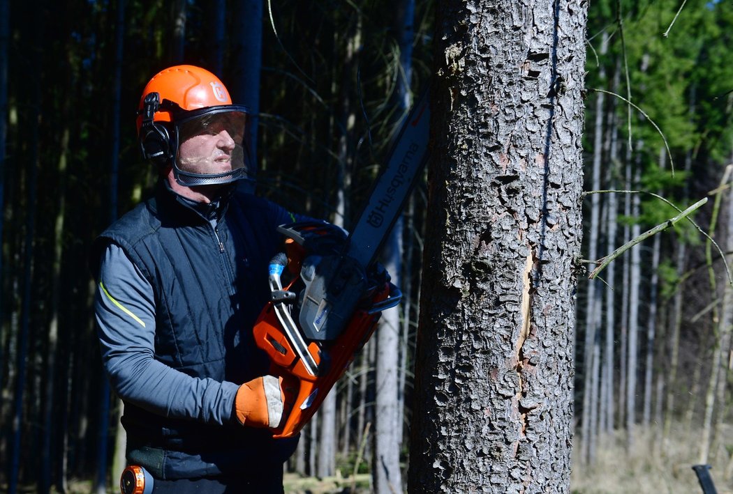 Fotbalový kouč Josef Csaplár by se uživil i jako dřevorubec. Pod Kozákovem pomáhá likvidovat kůrovcovou kalamitu...