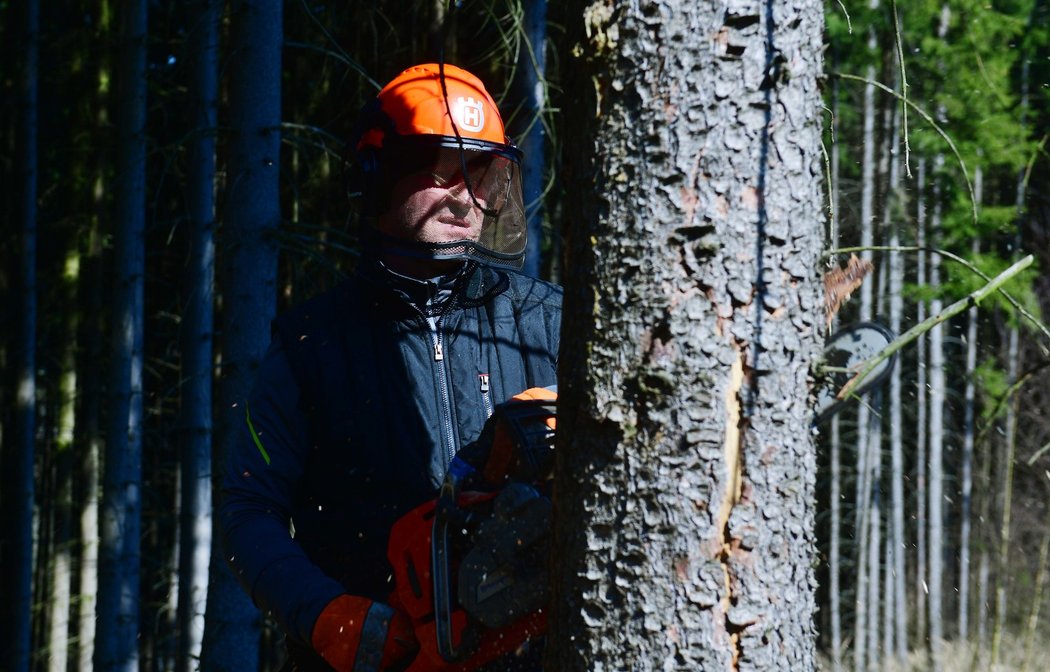 Fotbalový kouč Josef Csaplár by se uživil i jako dřevorubec. Pod Kozákovem pomáhá likvidovat kůrovcovou kalamitu...