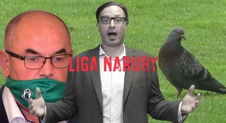 LIGA NARUBY objevila holuba, který chodí na fotbal ve Vršovicích