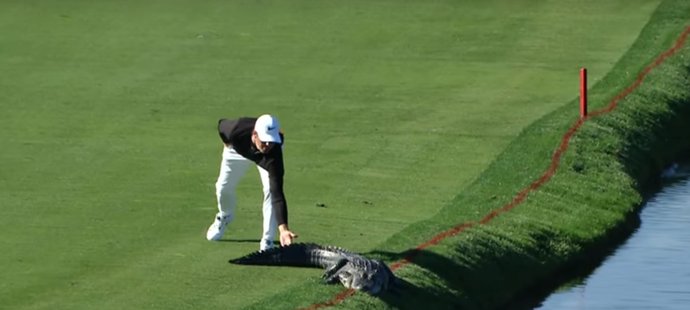 Američan Cody Gribble se na golfovém turnaji na Floridě postaral o vzrušení, když zahnal krokodýla.