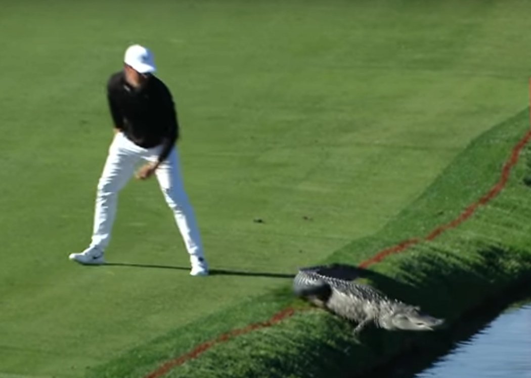Američan Cody Gribble se na golfovém turnaji na Floridě postaral o vzrušení, když zahnal krokodýla.