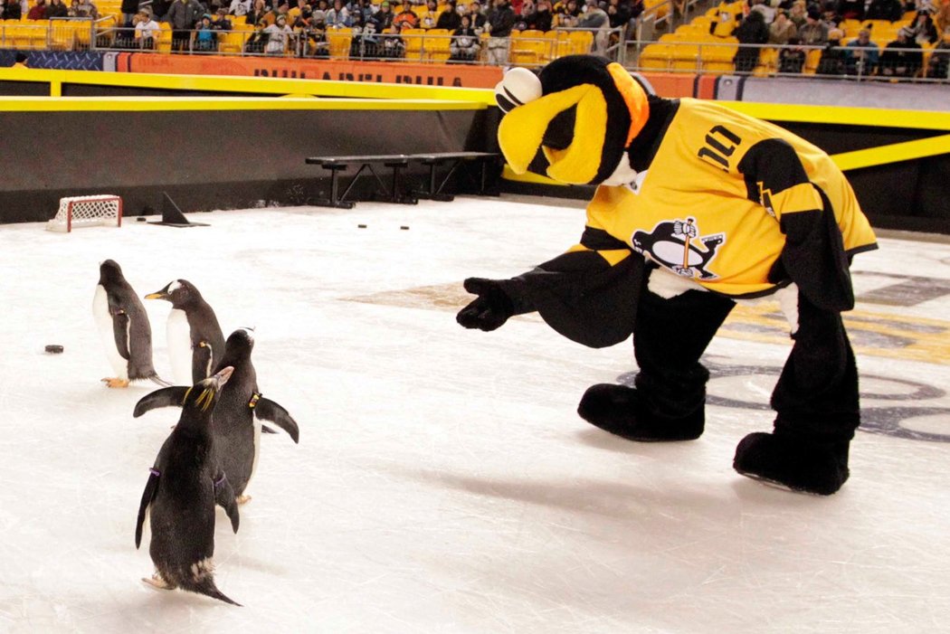 Na fotbalovém stadionu v Pittsburghu nemohl chybět maskot ani živí tučňáci