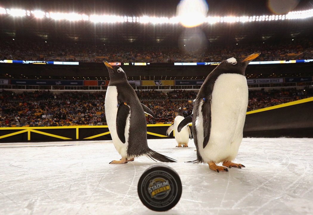 Tučňáci před utkáním pózují s pukem