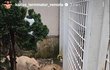 Přesun Vémolova lva Kinga se lvicím moc nelíbil Přesun Vémolova lva Kinga se lvicím moc nelíbil