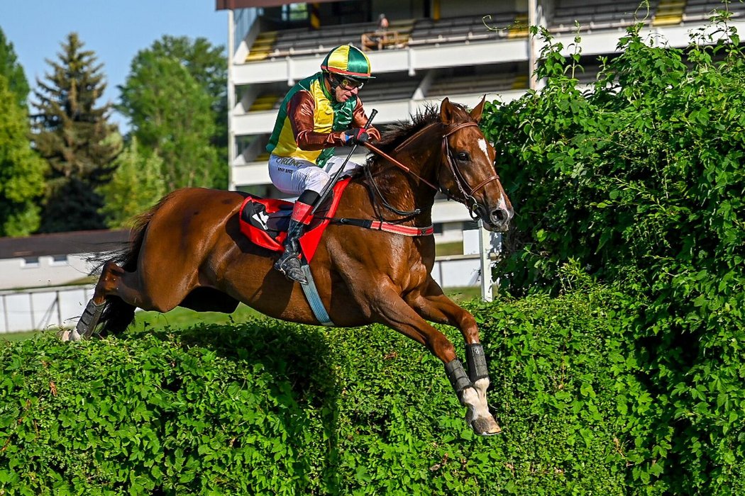 Talent, vítěz Velké pardubické z roku 2021, vyhrál s Marcelem Novákem v sedle druhou kvalifikaci na prestižní dostih