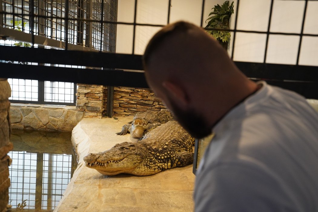 Karlos Vémola u sebe doma s krokodýlem