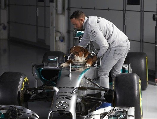 Lewis Hamilton miluje své psí mazlíčky a na sociálních sítích se jimi často chlubí.