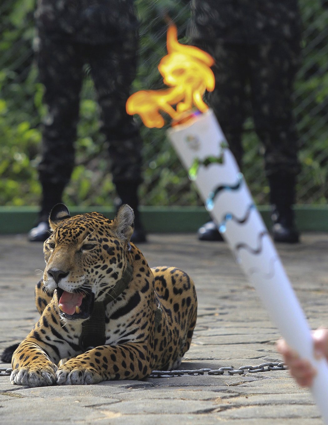 Jaguár, který střežil olympijský oheň, je po smrti