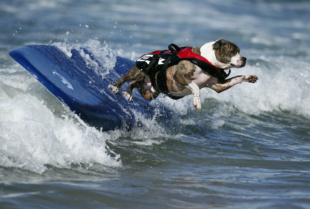 Štěkám na to! Ano, některé psi surfování nebavilo a raději na břech doplavili na břech po svých tlapkách.