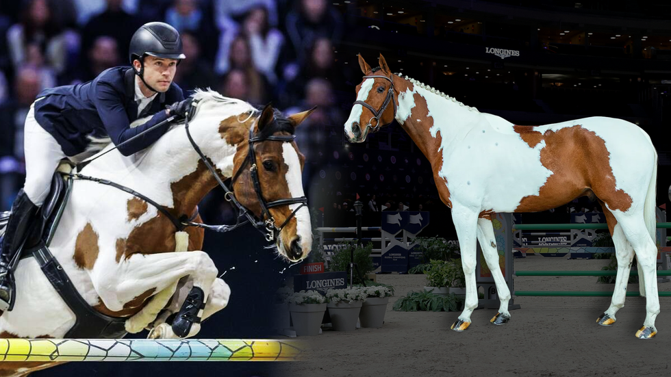 Strakatý kůň Ping Pong okouzlil O2 arenu.