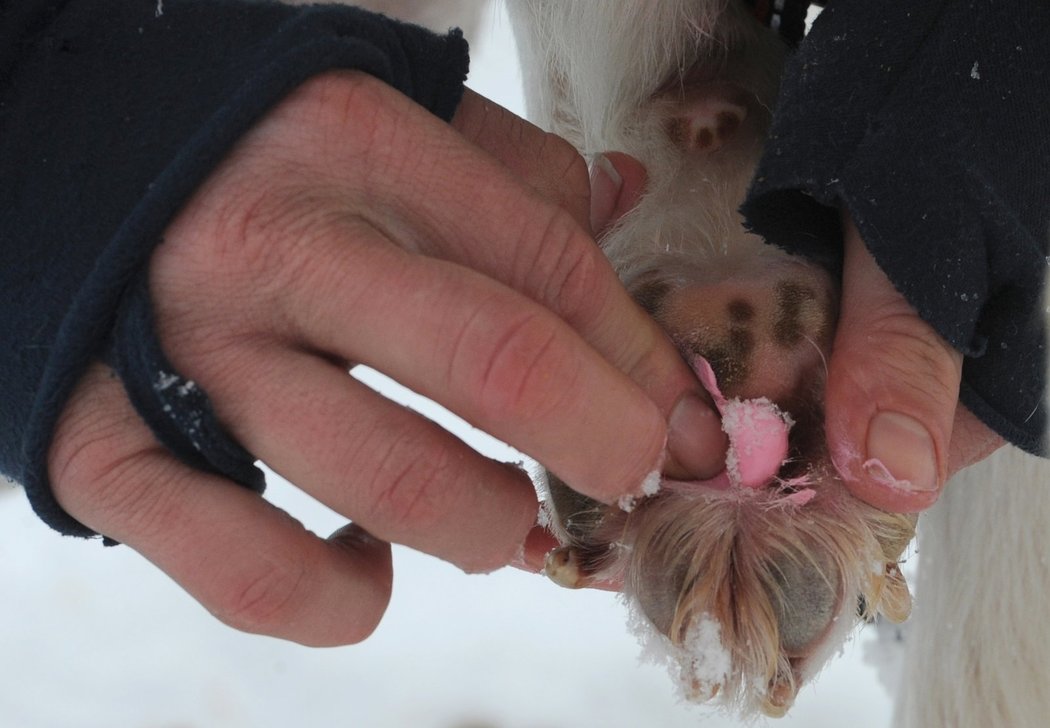 Mašéři musí během závodu napříč Aljaškou pečlivě pečovat o své psy - Aliya Zirkleová právě maže tlapku jednomu svému tahounovi