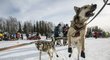 Tak už nás na to pusťte, jakoby žádali psi ve spřežení Jeffa Kinga před startem legendárního závodu Iditarod