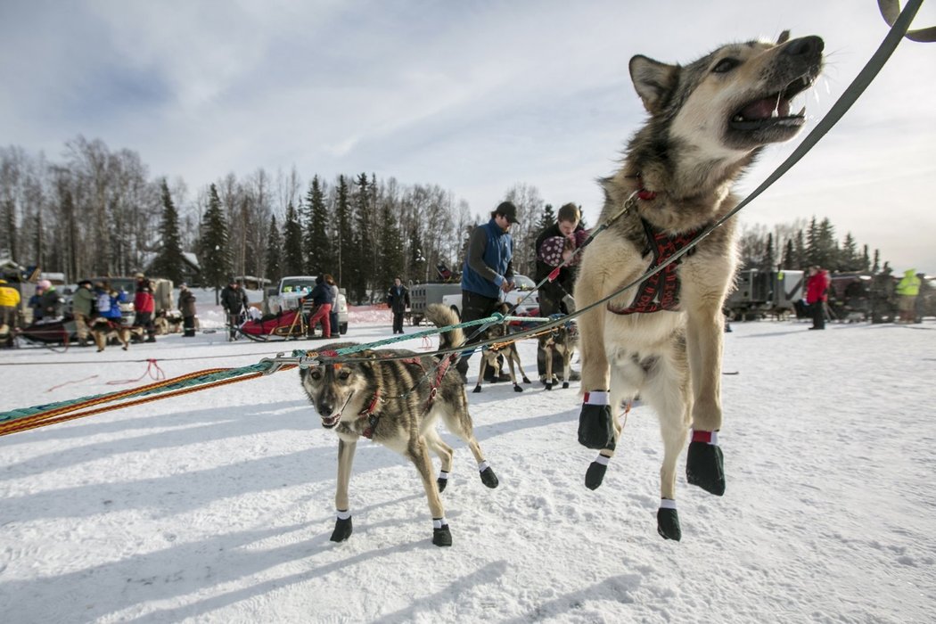 Tak už nás na to pusťte, jakoby žádali psi ve spřežení Jeffa Kinga před startem legendárního závodu Iditarod