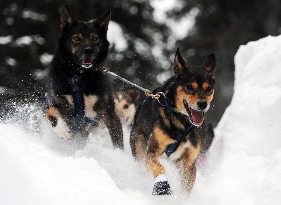 A jedeme! Vedoucí psi ve spřežení Jessiky Hendricksové vyrážejí na další etapu Iditarodu - 1 600 kilometrů dlouhého závodu napříč Aljaškou. Letošní ročník vyhrál třiapadesátiletý Mitch Seavey