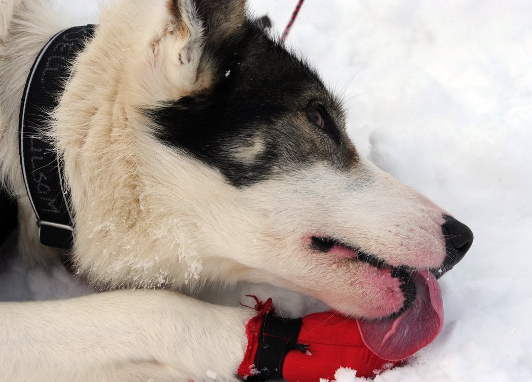 Je to dřina! Jeden z tažných psů norského mašéra Joara Leifsetha Ulsoma po jedné z etap legendárního závodu napříč Aljaškou