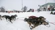 Volání divočiny... Psi ze spřežení Matta Giblina se nadšeně pouští do závodu Iditarod