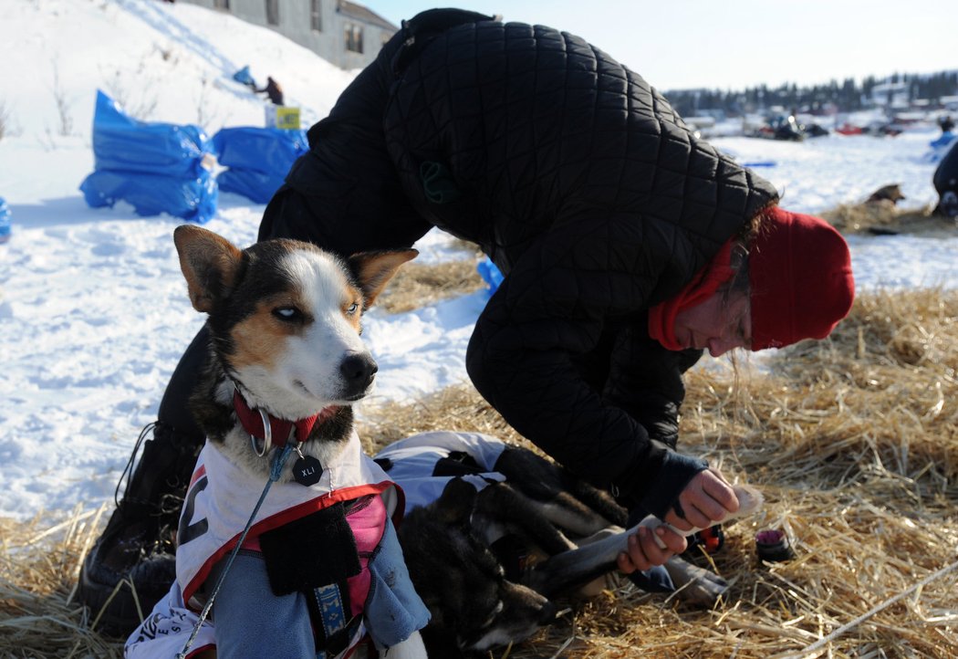 Psí tlapky jsou v 1 600 kilometrů dlouhém závodě Iditarod klíčové - na snímku se o své psy stará druhá žena v pořadí Aliya Zirkleová
