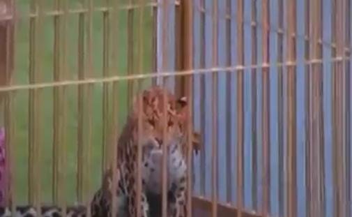 Ragbyový leopard na Stade de France