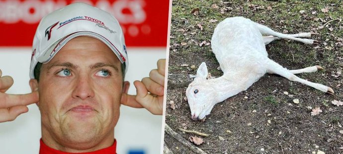 Kvůli petardám zemřelo jedno ze zvířat bývalého závodníka F1 Ralfa Schumachera!