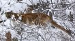 Puma v horské oblasti kolem Denveru (ilustrační foto)