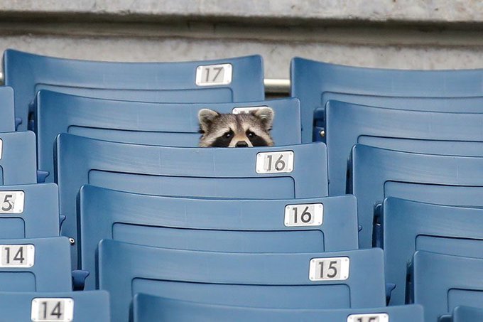 Místo diváků jsou na tribunách ve Flushing Meadows mývalové