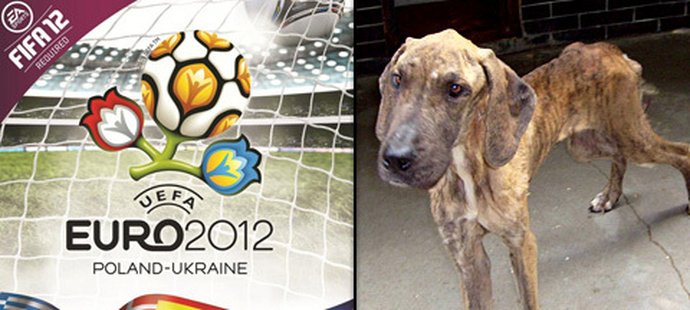 Na Ukrajině dochází podle ochránců zvířat k hromadné likvidaci psů