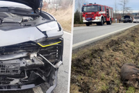 Řidička lamborghini na jihu Čech srazila divočáka. Škoda půl milionu